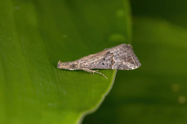 Mała Moth Dla Dorosłych Zakonu Lepidoptera Liściu — Zdjęcie stockowe