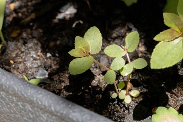 ユーフォルビアヒルタ種のアストマ植物の葉 — ストック写真