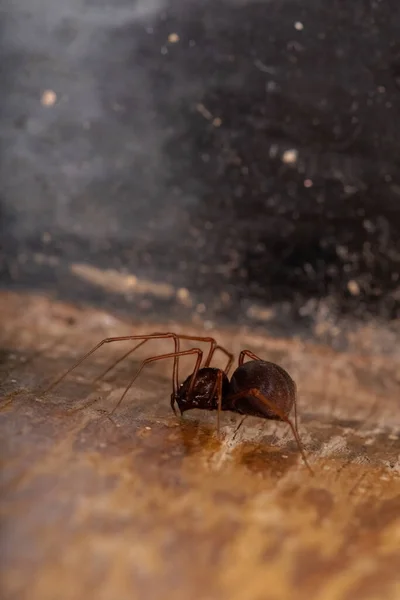 Araña Escupida Marrón Especie Scytodes Fusca —  Fotos de Stock