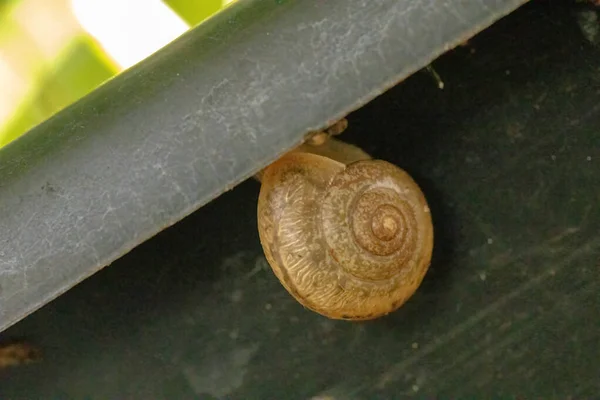 Asian Tramp Snail of the species Bradybaena similaris