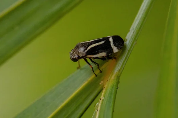 Sapo Preto Adulto Espécie Notozulia Entreriana — Fotografia de Stock