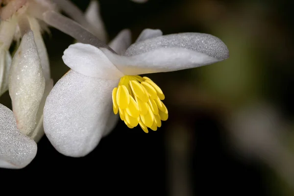 Fehér Begónia Növény Virág Makró Nézetben — Stock Fotó