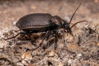 Yetişkin Tırtıl Avcısı Böcek türü Calosoma Alternatifleri kedi dışkısı yiyor.