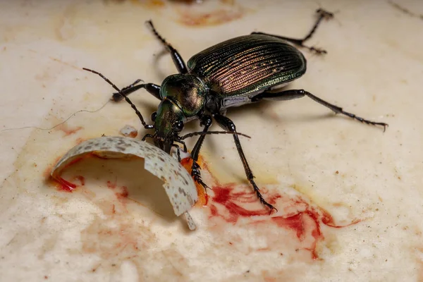 Dorosły Łowca Gąsienic Garbus Gatunku Calosoma Alternans — Zdjęcie stockowe