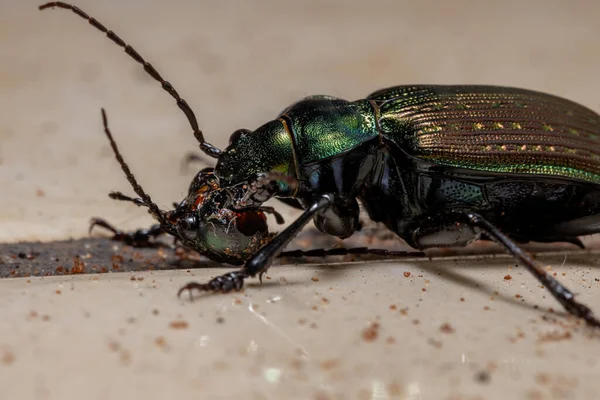 Caçador Lagarta Adulta Besouro Espécie Calosoma Alternans Fazendo Canibalismo — Fotografia de Stock