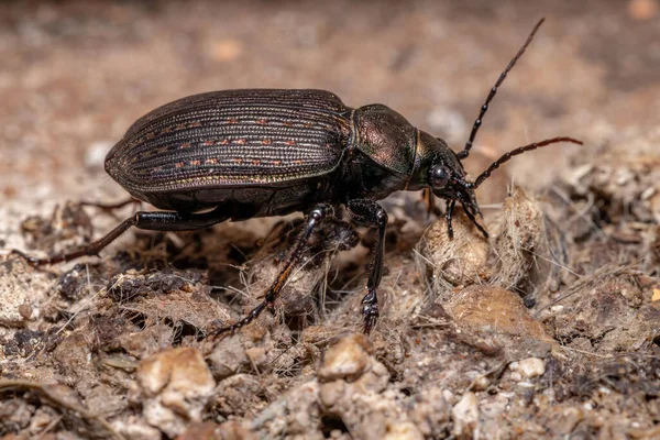 Cazador Adulto Orugas Escarabajo Especie Calosoma Alternans Comer Heces Gato — Foto de Stock