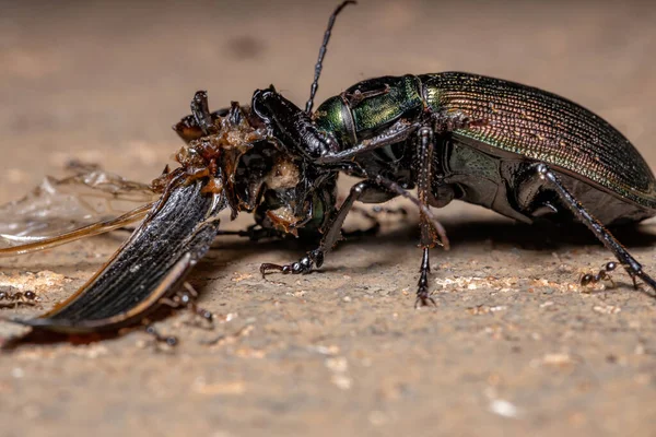 Взрослый Кошачий Жук Вида Calosoma Alternans Занимается Каннибализмом — стоковое фото