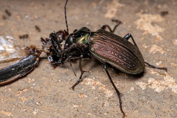 Erwachsene Raupenjäger Käfer Der Art Calosoma Alternans Beim Kannibalismus — Stockfoto