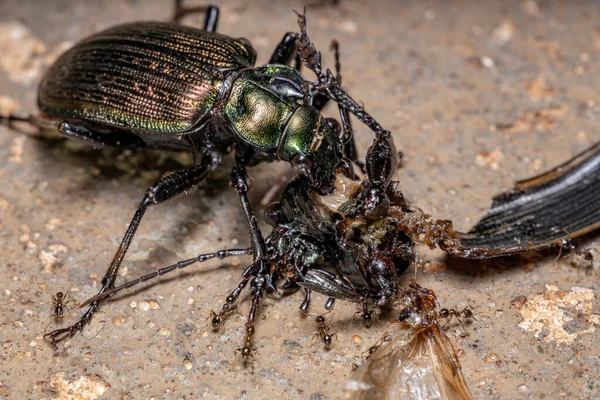 Erwachsene Raupenjäger Käfer Der Art Calosoma Alternans Beim Kannibalismus — Stockfoto