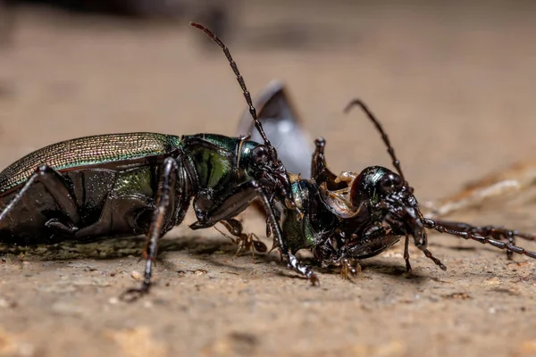 Adult Caterpillar Jägare Skalbagge Arten Calosoma Alternans Gör Kannibalism — Stockfoto