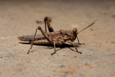 Ommexechidae ailesinin Kısa Boynuzlu Çekirgesi