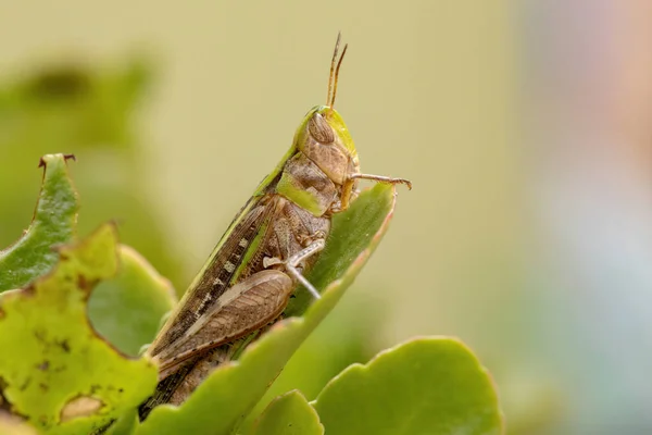 Volwassen Strijdende Slantface Sprinkhaan Van Stam Scyllinini — Stockfoto