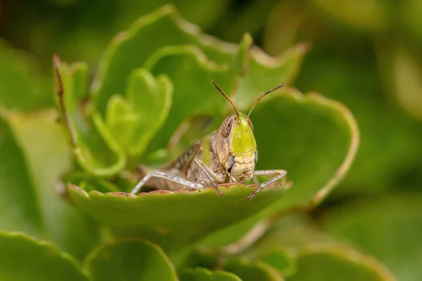 Tribe Scyllinini Slantface Grasshopper 의성인 — 스톡 사진