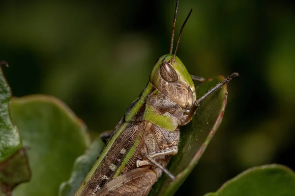 Adult Stridulating Slantface Grasshopper Της Φυλής Scyllinini — Φωτογραφία Αρχείου