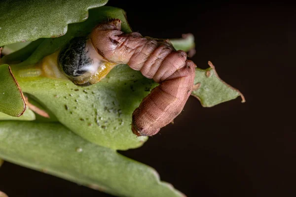 Lagarta Género Spodoptera Gravemente Ferida — Fotografia de Stock