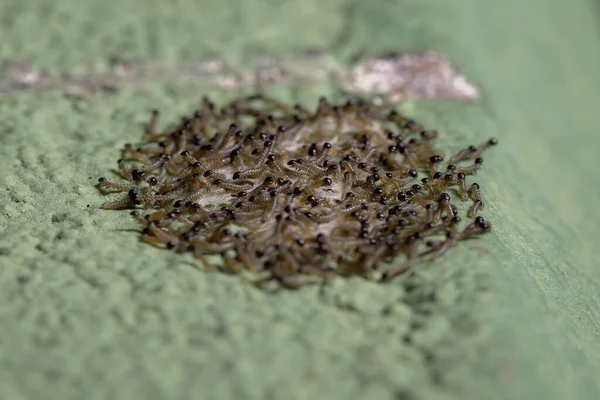 Małe Ćma Gąsienice Zgrupowane Ścianie — Zdjęcie stockowe