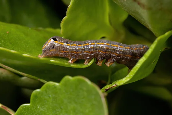 Caterpillar Genus Spodoptera Eating Leaf Plant Flaming Katy Species Kalanchoe — Stock Photo, Image