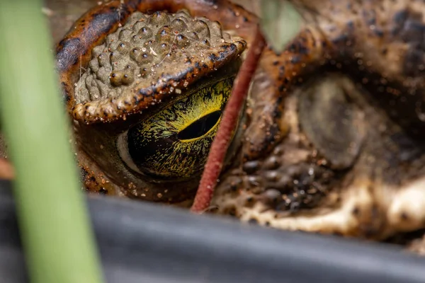 Sapo Cururu Adulto Especie Rhinella Diptycha — Foto de Stock