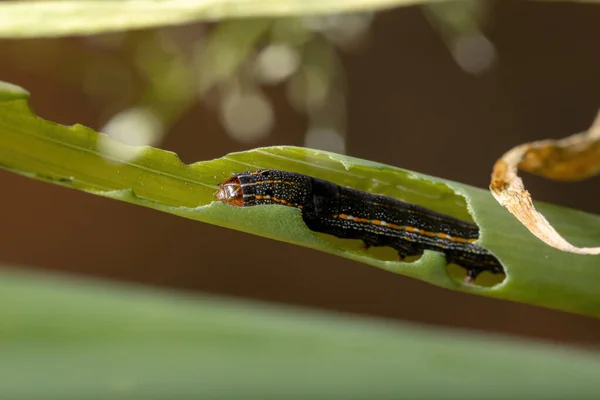 Caterpillar Genus Spodoptera Eating Chives Leaf Species Allium Schoenoprasum — Stock Photo, Image