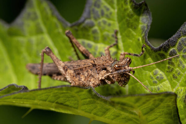 Short horned Grasshopper of the Family Ommexechidae