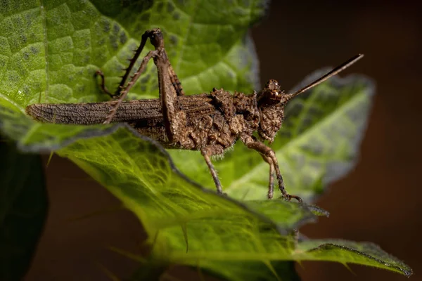 Kobylka Krátkorohá Čeledi Ommexechidae — Stock fotografie