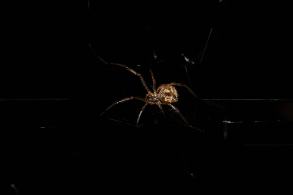 Mała Brązowa Wdowa Gatunku Latrodectus Geometricus — Zdjęcie stockowe