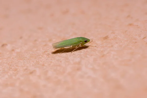 Pequeno Leafhopper Típico Tribo Hecalini — Fotografia de Stock