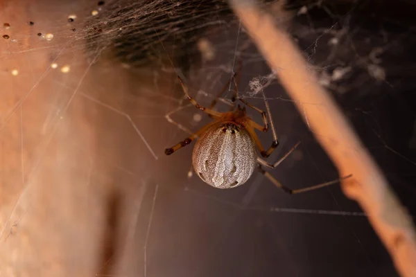 Famale Adult Brown Χήρα Του Είδους Latrodectus Geometricus — Φωτογραφία Αρχείου