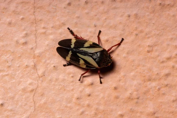 Vuxen Froghopper Insekt Arten Deois Flavopicta — Stockfoto
