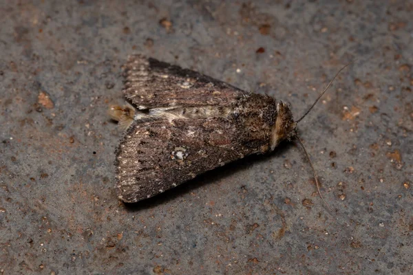 Adult Brown Moth Genus Condica — Stock Photo, Image