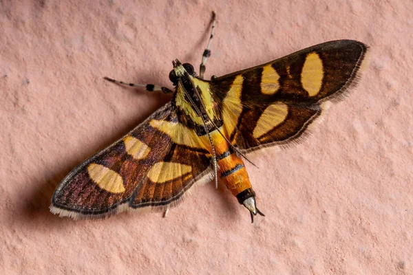 Männlicher Ausgewachsener Orangefleckter Blütenspanner Der Art Syngamia Florella — Stockfoto