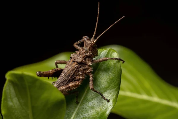 Grasshopper Chifres Curtos Família Ommexechidae — Fotografia de Stock