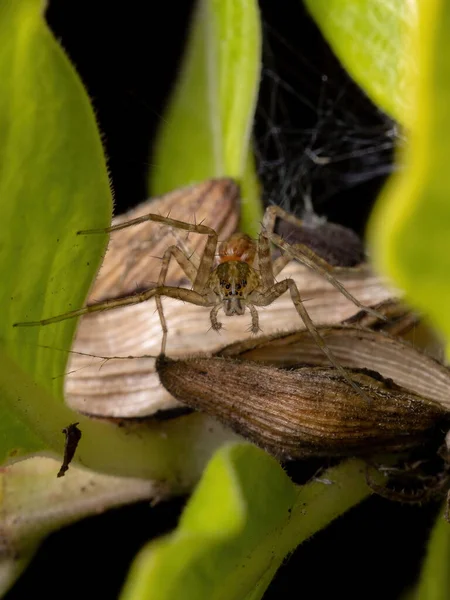 Vivero Web Araña Familia Pisauridae — Foto de Stock