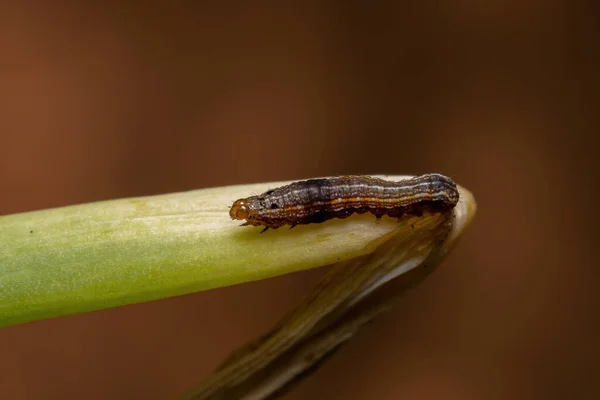 Oruga Del Género Spodoptera Comiendo Una Hoja Chives Especie Allium — Foto de Stock