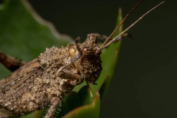 Saltamontes Cuernos Cortos Familia Ommexechidae — Foto de Stock