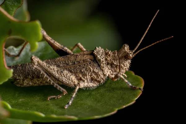 Korte Gehoornde Sprinkhaan Van Familie Ommexechidae — Stockfoto