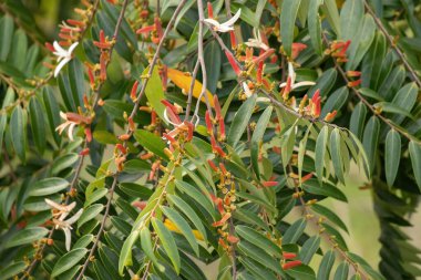 Xylopia aromatica türünün krema elmaları