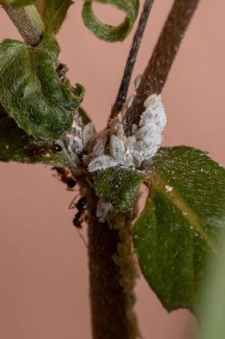 Pseudococcidae familyasının beyaz yemek böcekleri.
