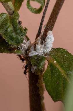 White Mealybugs of the Family Pseudococcidae clipart