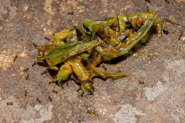 Conocephalinae Altfamilyasından Ölü Konikafa Katydid
