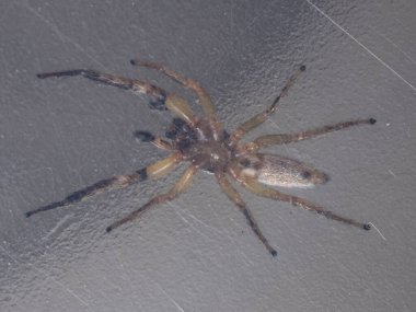 Psecas cinsinin zıplayan örümceği