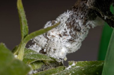 Pseudococcidae familyasının beyaz yemek böcekleri.