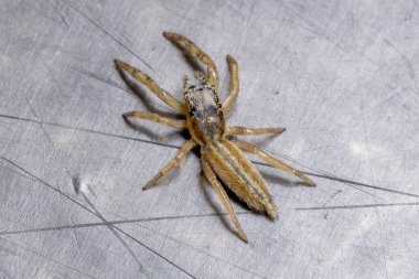 Psecas cinsinin zıplayan örümceği