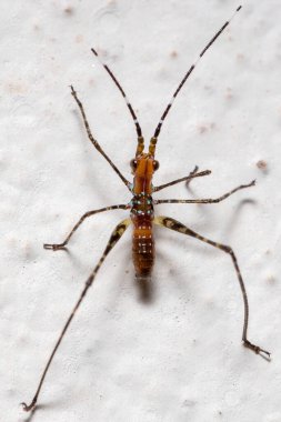 Altfamilya Phaneropterinae 'den Katydid Nymph