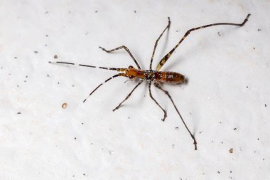 Altfamilya Phaneropterinae 'den Katydid Nymph