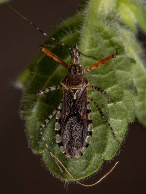Kosmoclopius nigroannulatus türünün Yetişkin Suikastçı Böceği