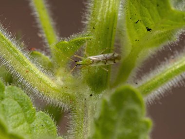 Macrolophus cinsinden Yetişkin Bitki Böceği