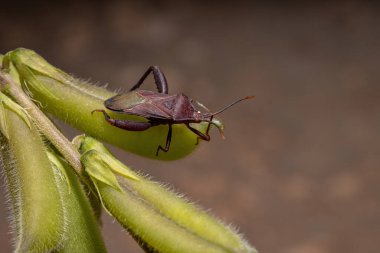 Athaumastus haematicus türünün Yetişkin Yaprak Ayaklı Böceği