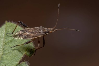 Harmostes cinsinin Yetişkin Kokusuz Bitki Böceği