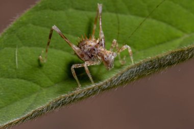 Altfamilya Phaneropterinae 'den Katydid Nymph